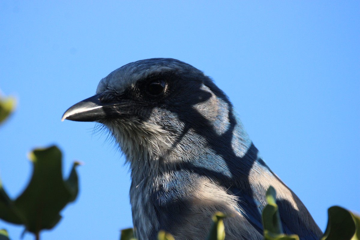 Florida Scrub-Jay - ML643774963
