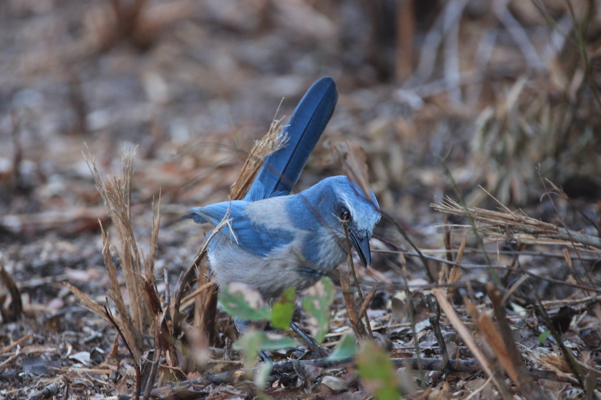 Florida Scrub-Jay - ML643774964