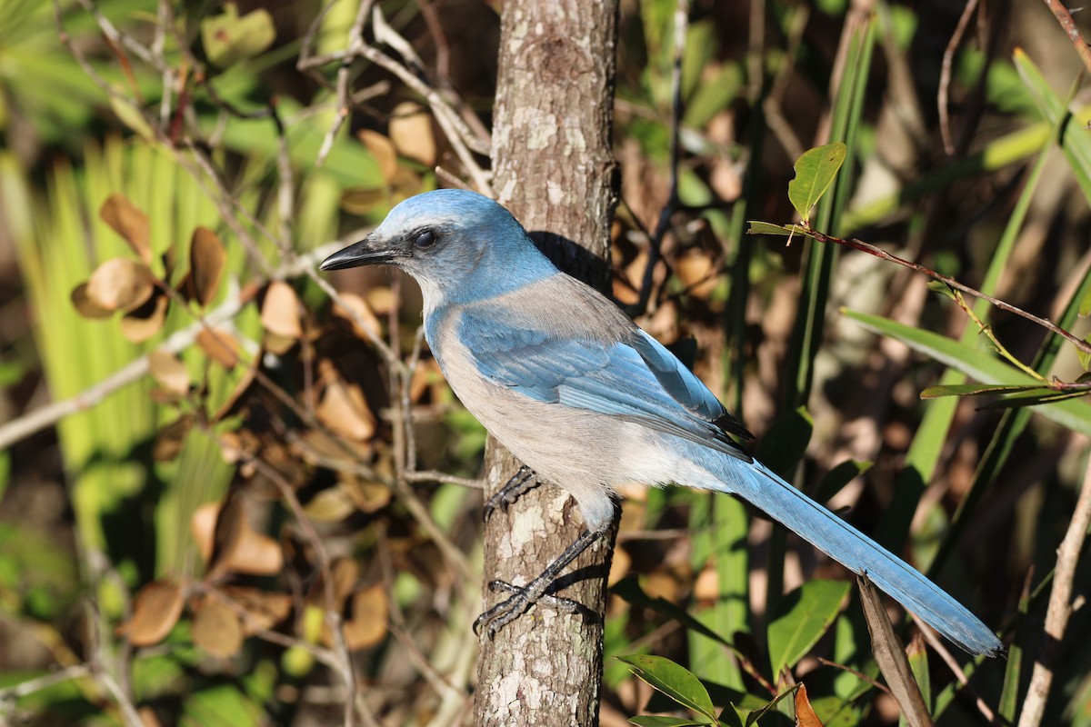 Florida Scrub-Jay - ML643774965