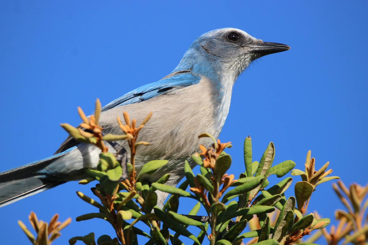 Florida Scrub-Jay - ML643774966