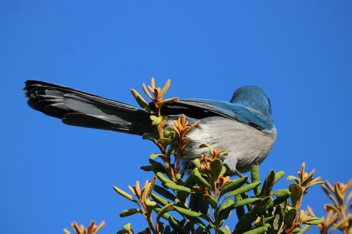 Florida Scrub-Jay - ML643774967