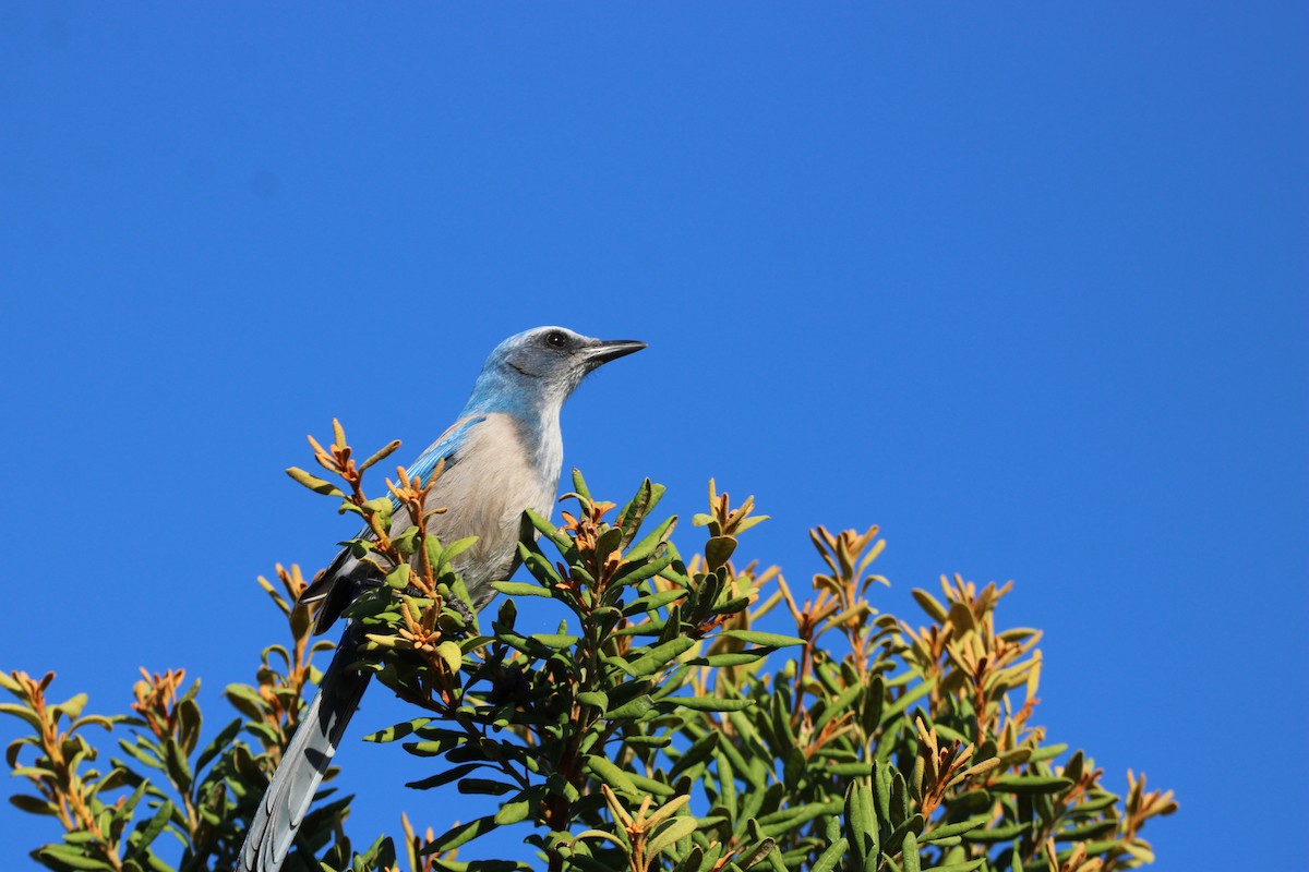 Florida Scrub-Jay - ML643774968