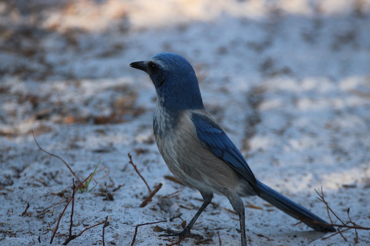 Florida Scrub-Jay - ML643774970