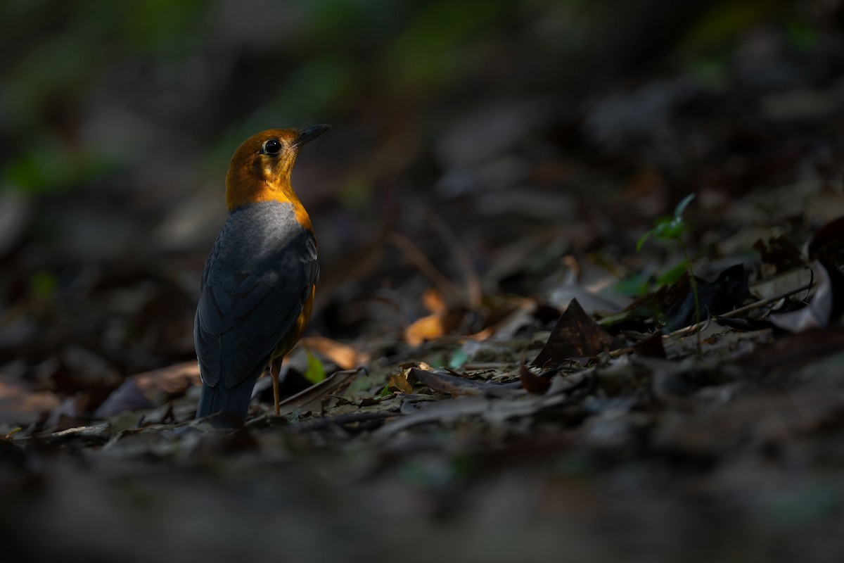 Orange-headed Thrush - ML643775007