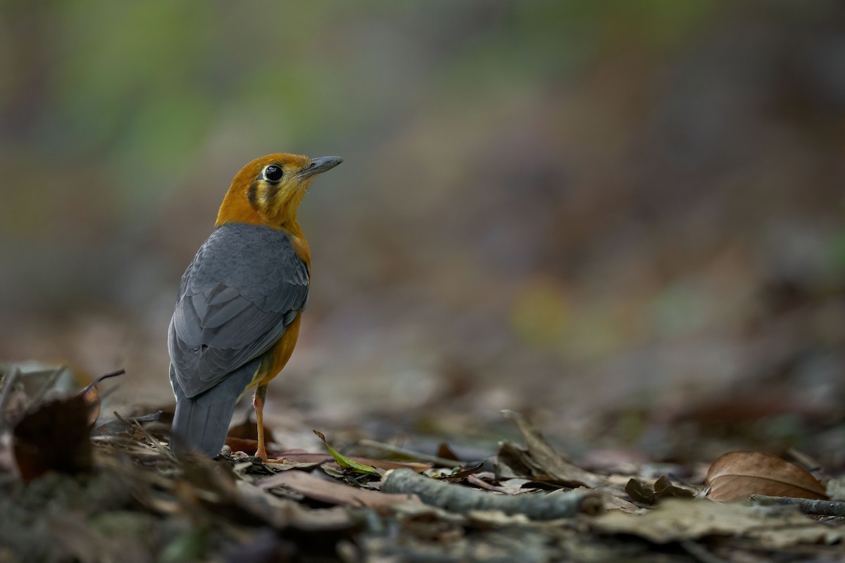 Orange-headed Thrush - ML643775008