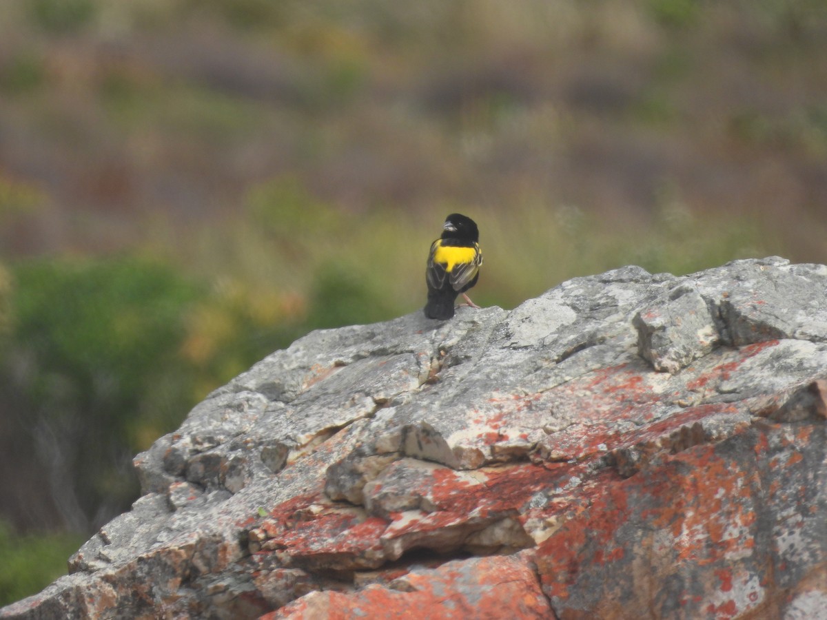 Yellow Bishop - ML643775018