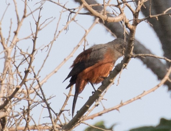 Mocking Cliff-Chat - ML643775030