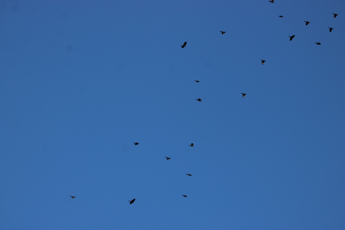 Common Grackle - ML643775034