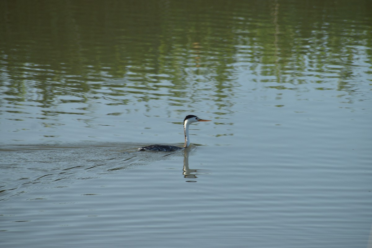 Clark's Grebe - ML643775053