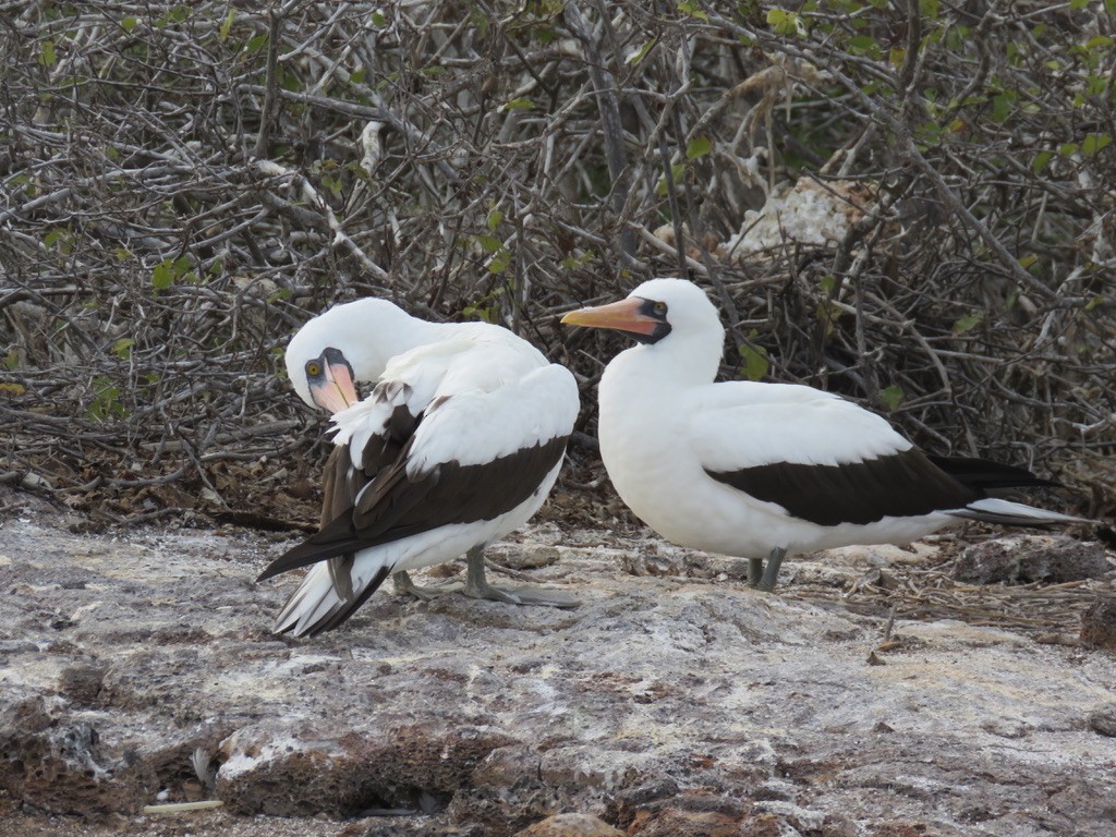 Nazca Booby - ML643775057