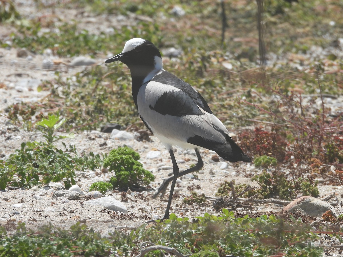 Blacksmith Lapwing - ML643775082