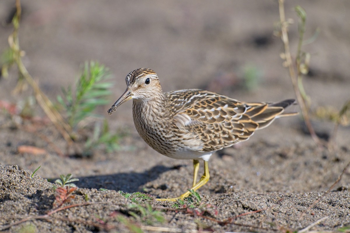 jespák skvrnitý - ML643775086