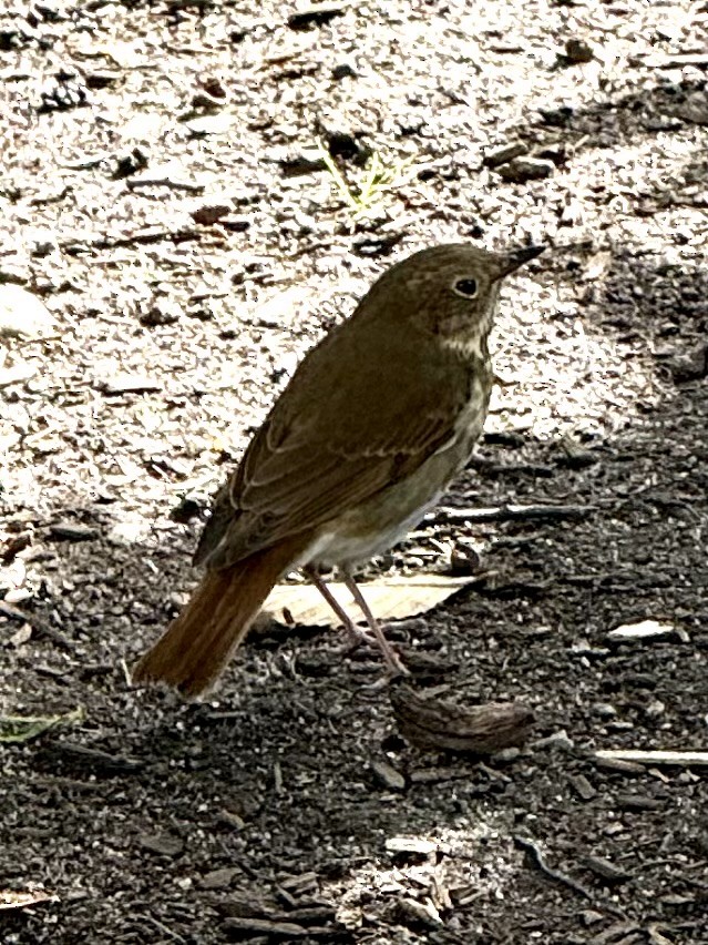 Hermit Thrush - ML643775100