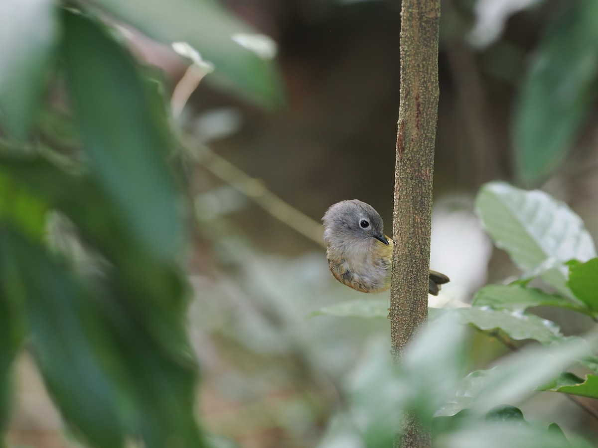 Huet's Fulvetta - ML643775104
