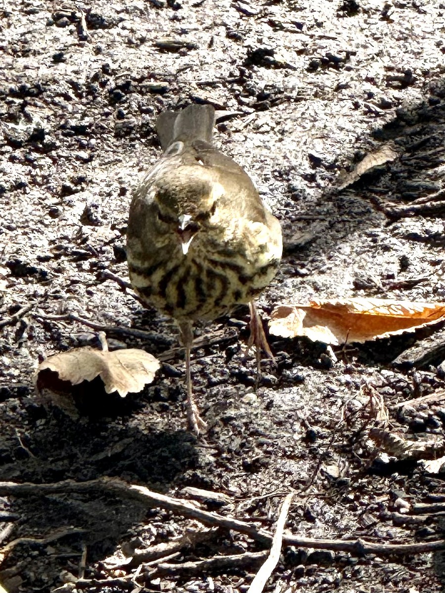 Northern Waterthrush - ML643775110