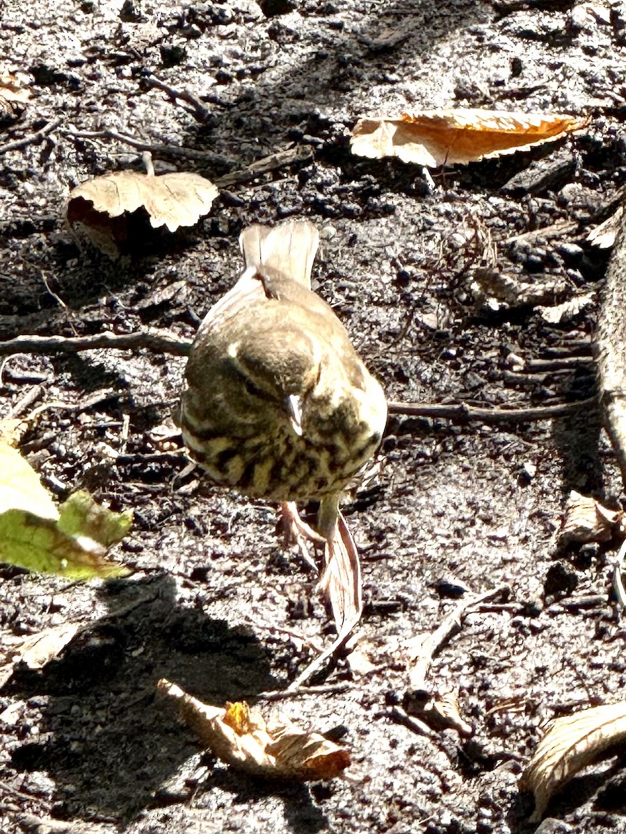Northern Waterthrush - ML643775111