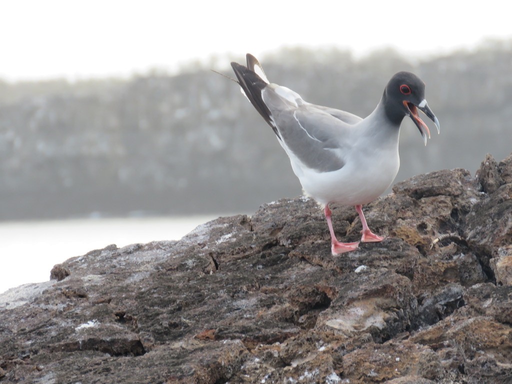 Swallow-tailed Gull - ML643775112
