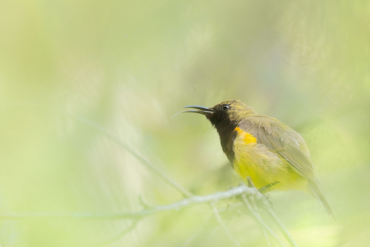 Ornate Sunbird - ML643775117