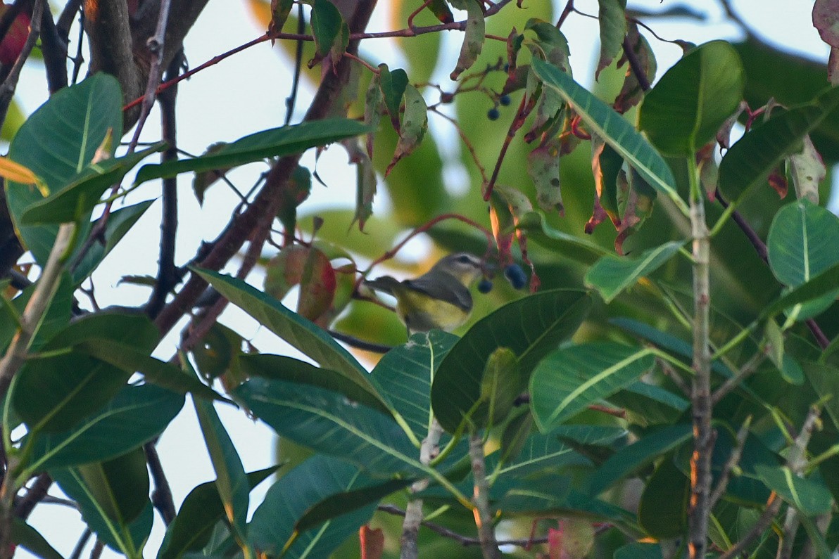 ויראו זיתני - ML643775120