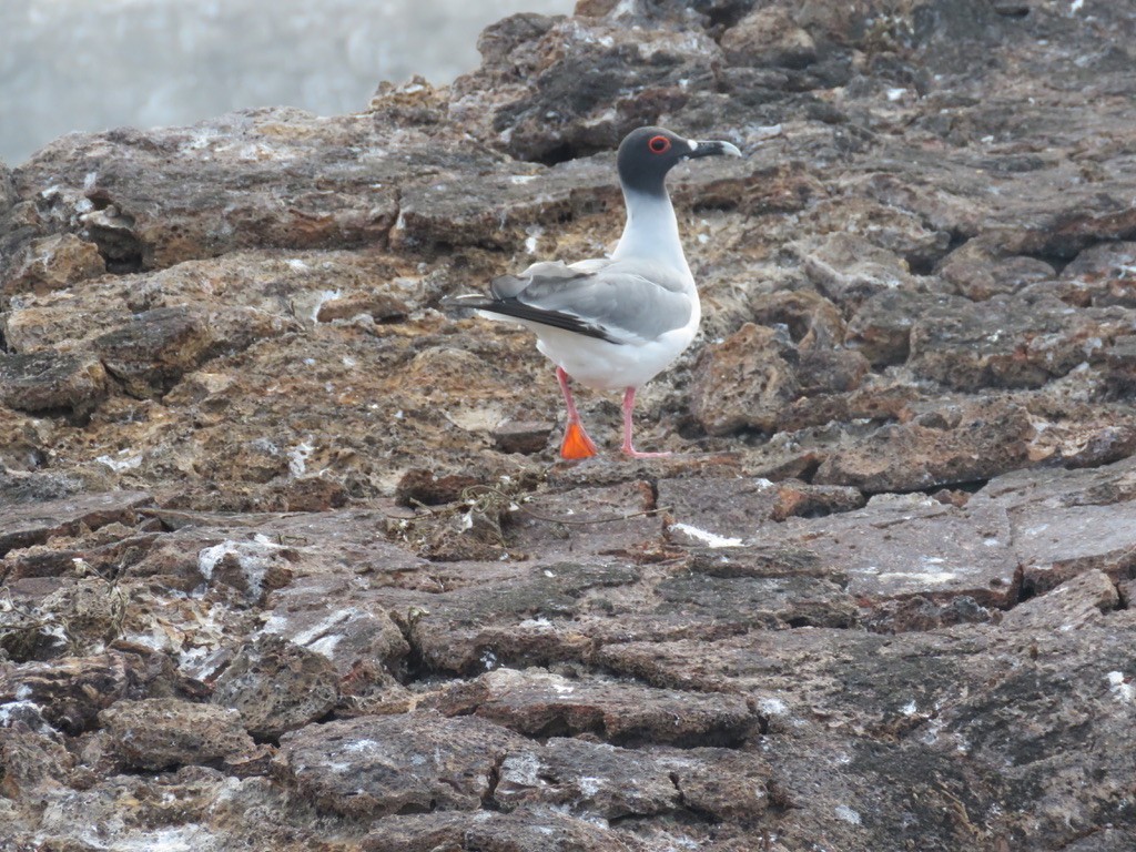 Swallow-tailed Gull - ML643775133