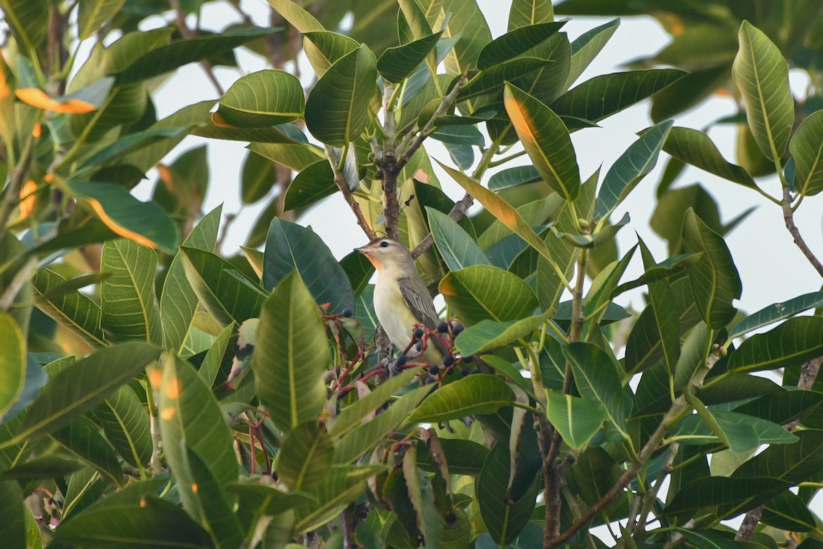 Warbling Vireo (Eastern) - ML643775135