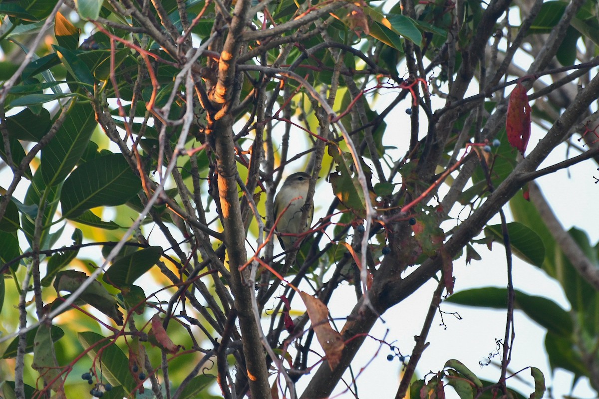 Warbling Vireo (Eastern) - ML643775136