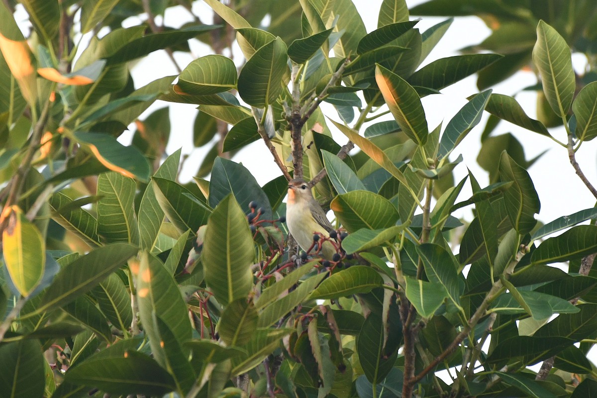 Warbling Vireo (Eastern) - ML643775137