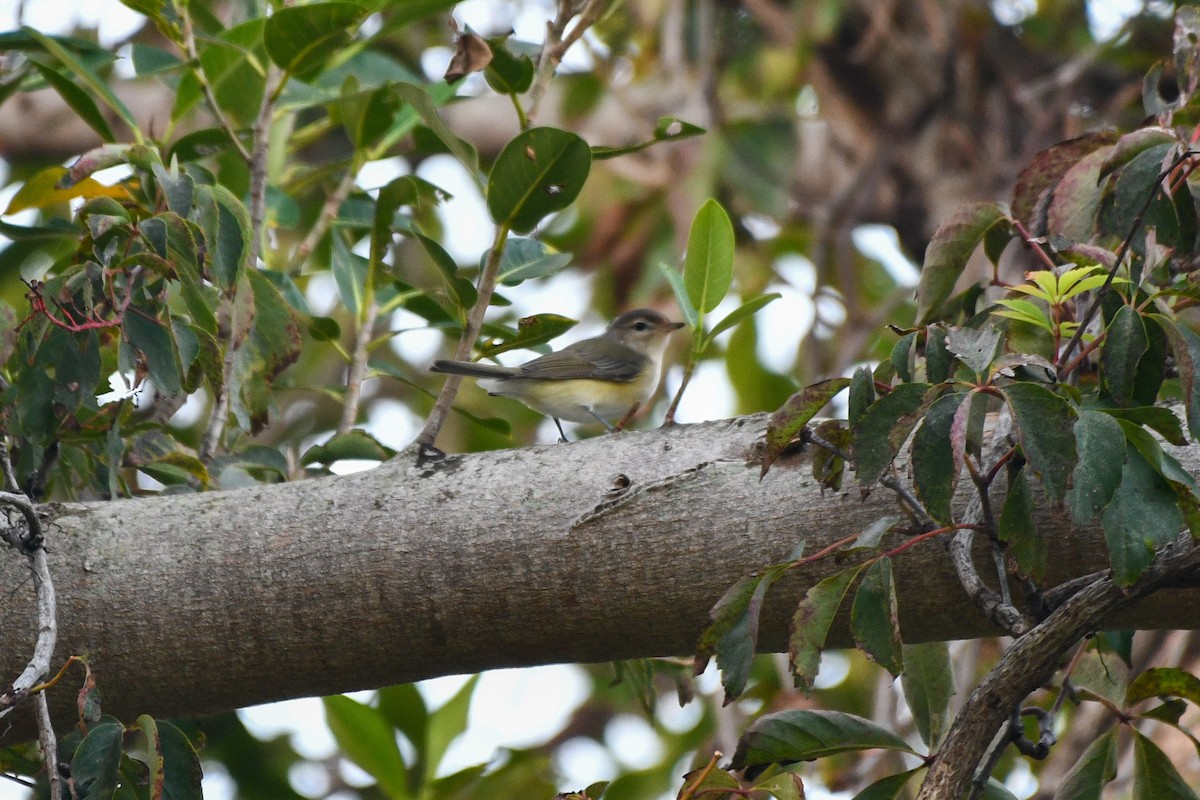 Warbling Vireo (Eastern) - ML643775138