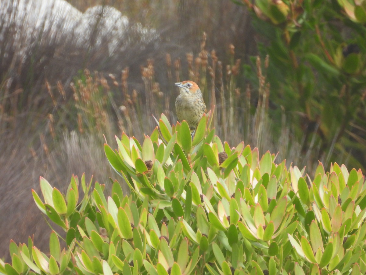 Cape Grassbird - ML643775150