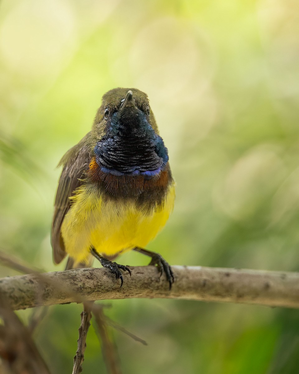 Ornate Sunbird - ML643775152