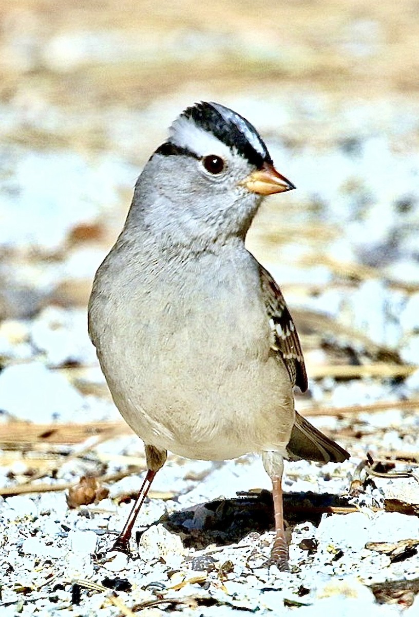 White-crowned Sparrow (Gambel's) - ML643775157