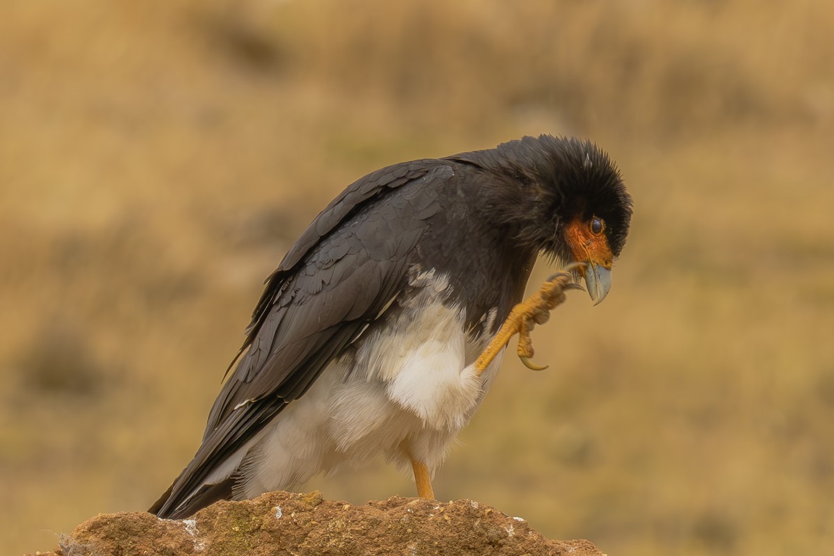 Mountain Caracara - ML643775160