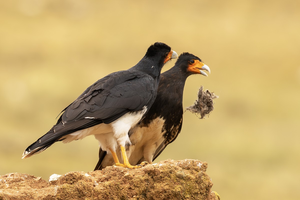 Mountain Caracara - ML643775161