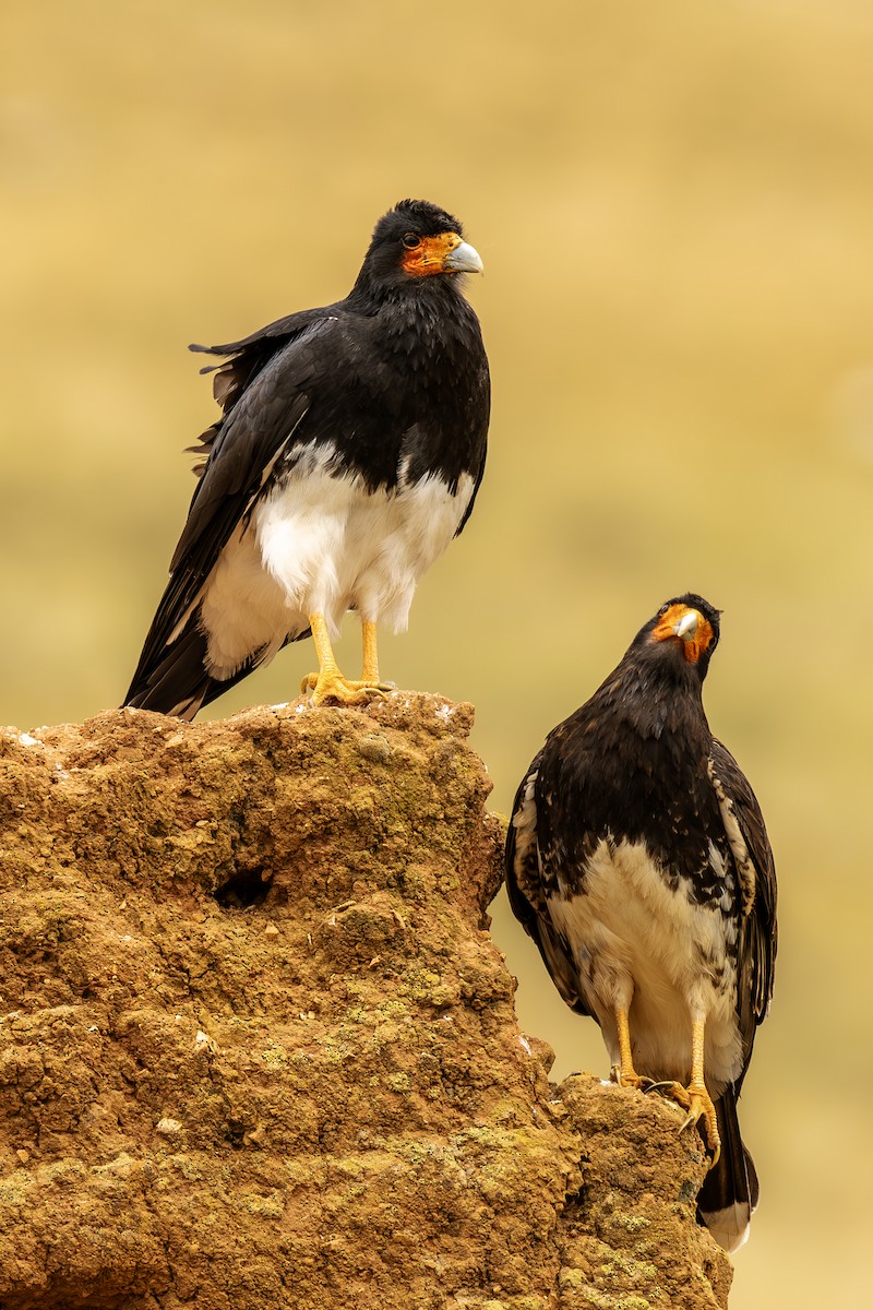 Mountain Caracara - ML643775162