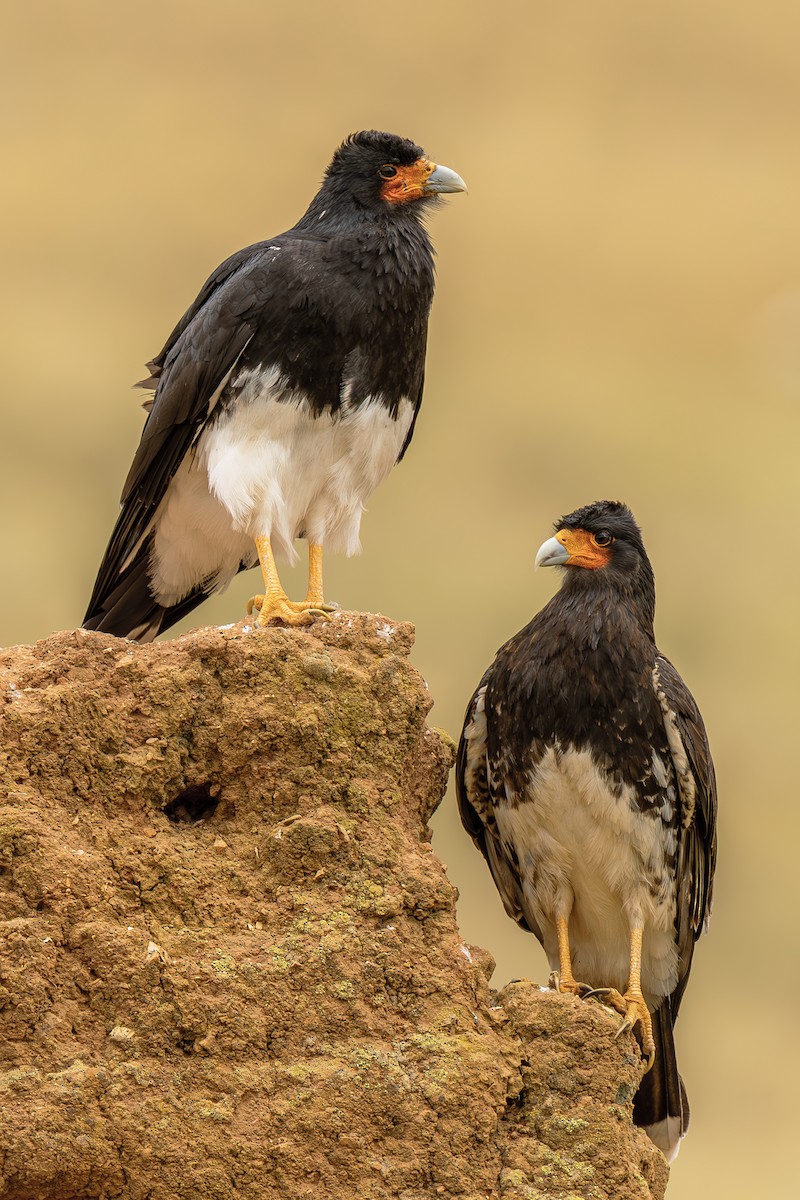 Mountain Caracara - ML643775163