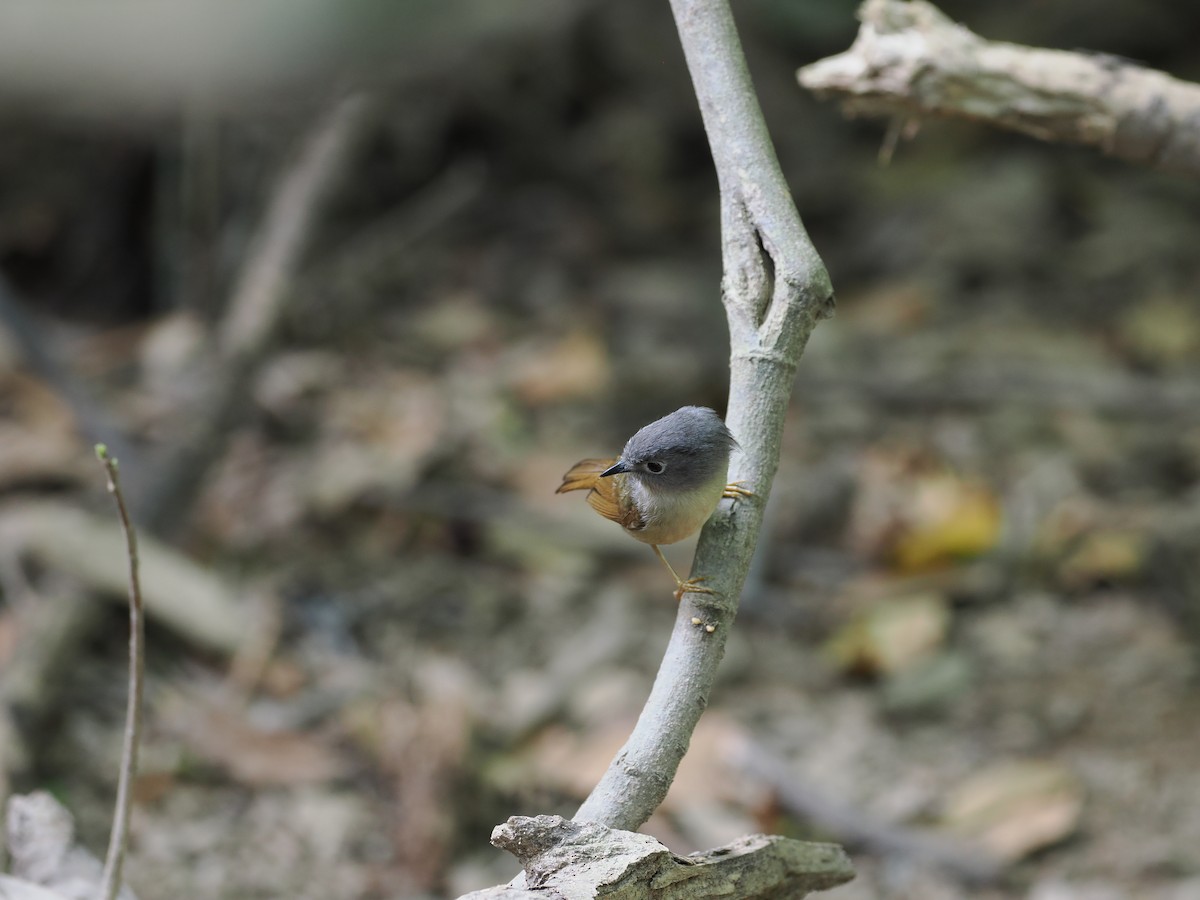Huet's Fulvetta - ML643775166