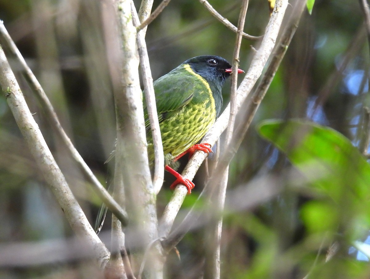 Cotinga vert et noir (groupe riefferii) - ML643775171