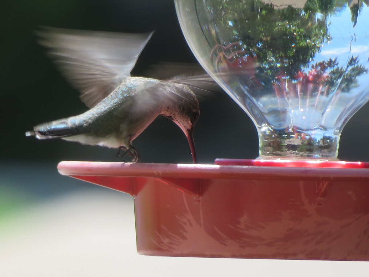 Ruby-throated/Black-chinned Hummingbird - ML643775177