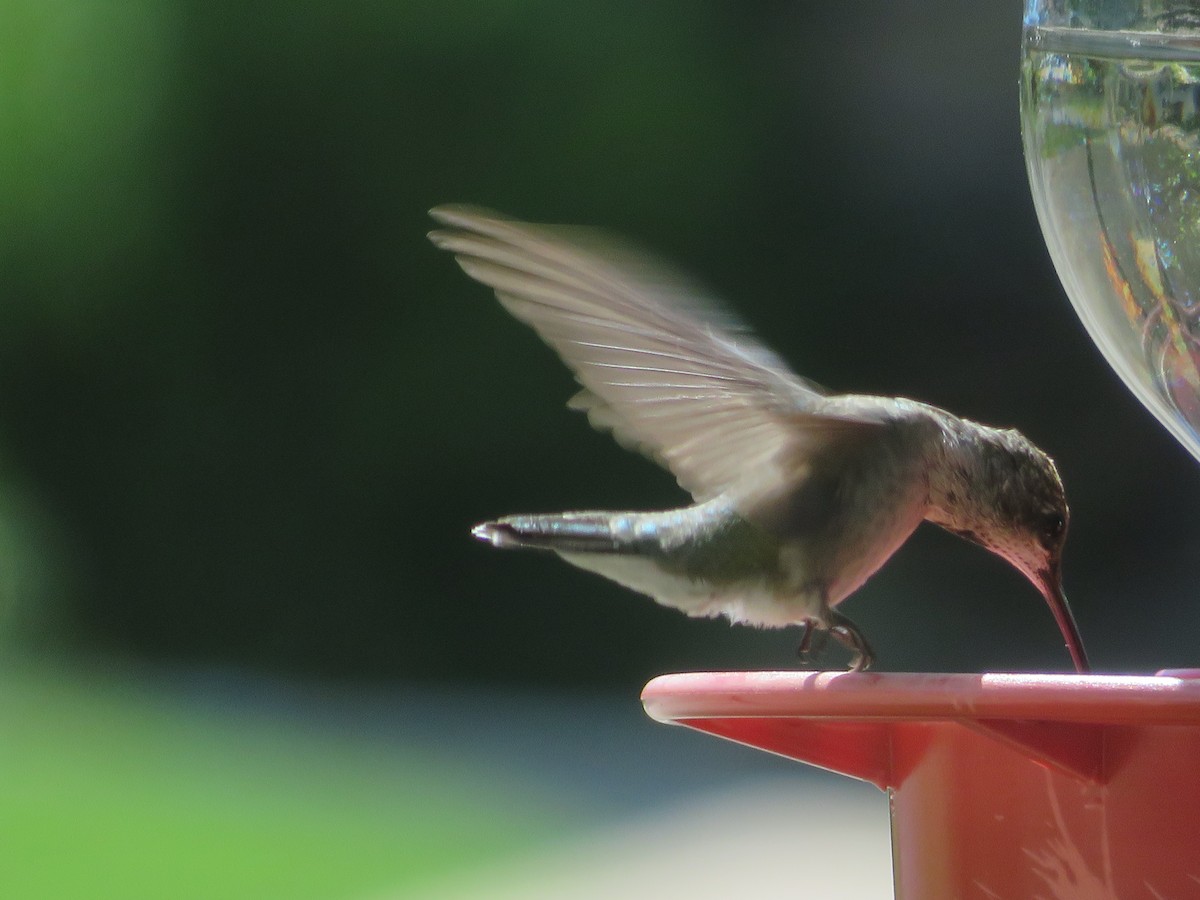 Ruby-throated/Black-chinned Hummingbird - ML643775178