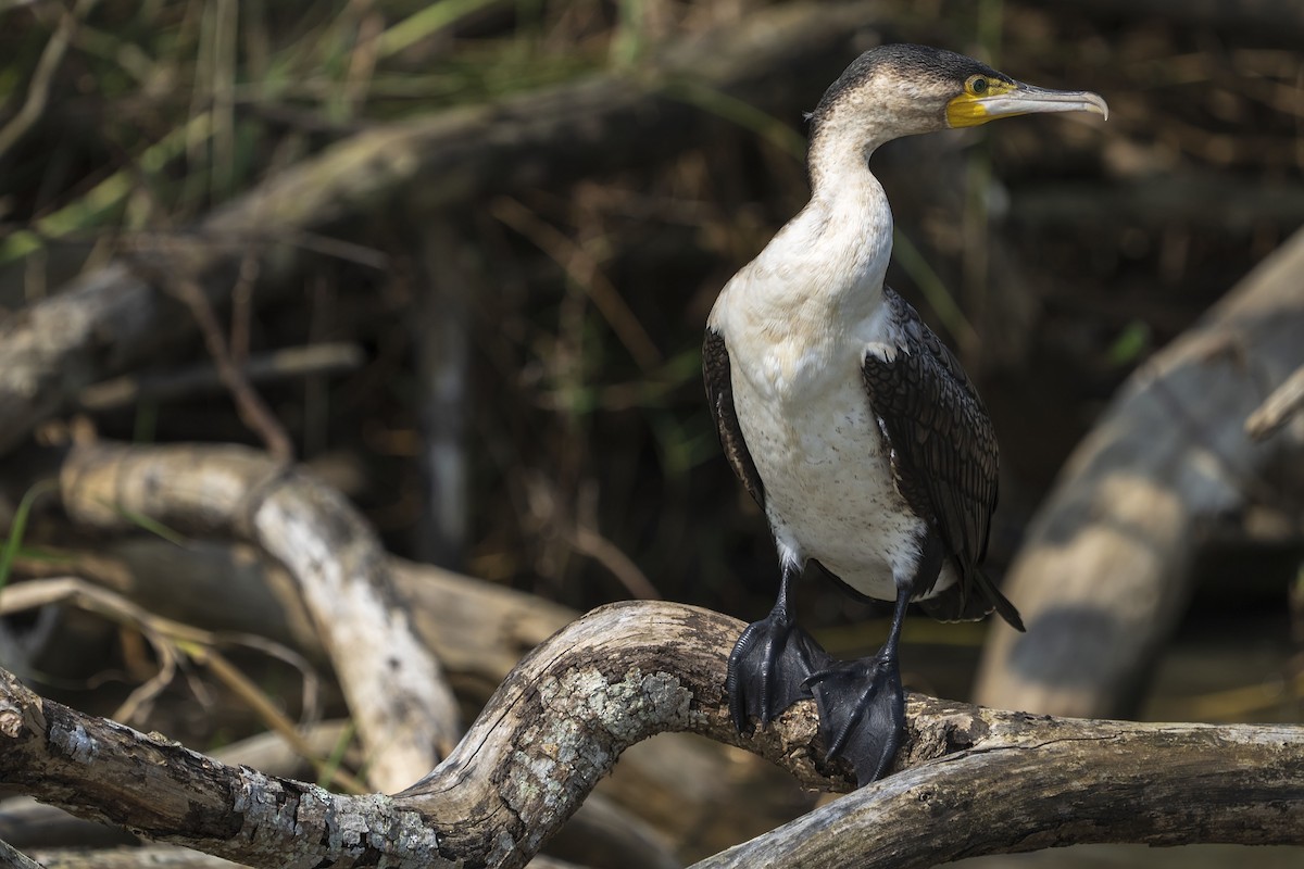 Great Cormorant (White-breasted) - ML643775179