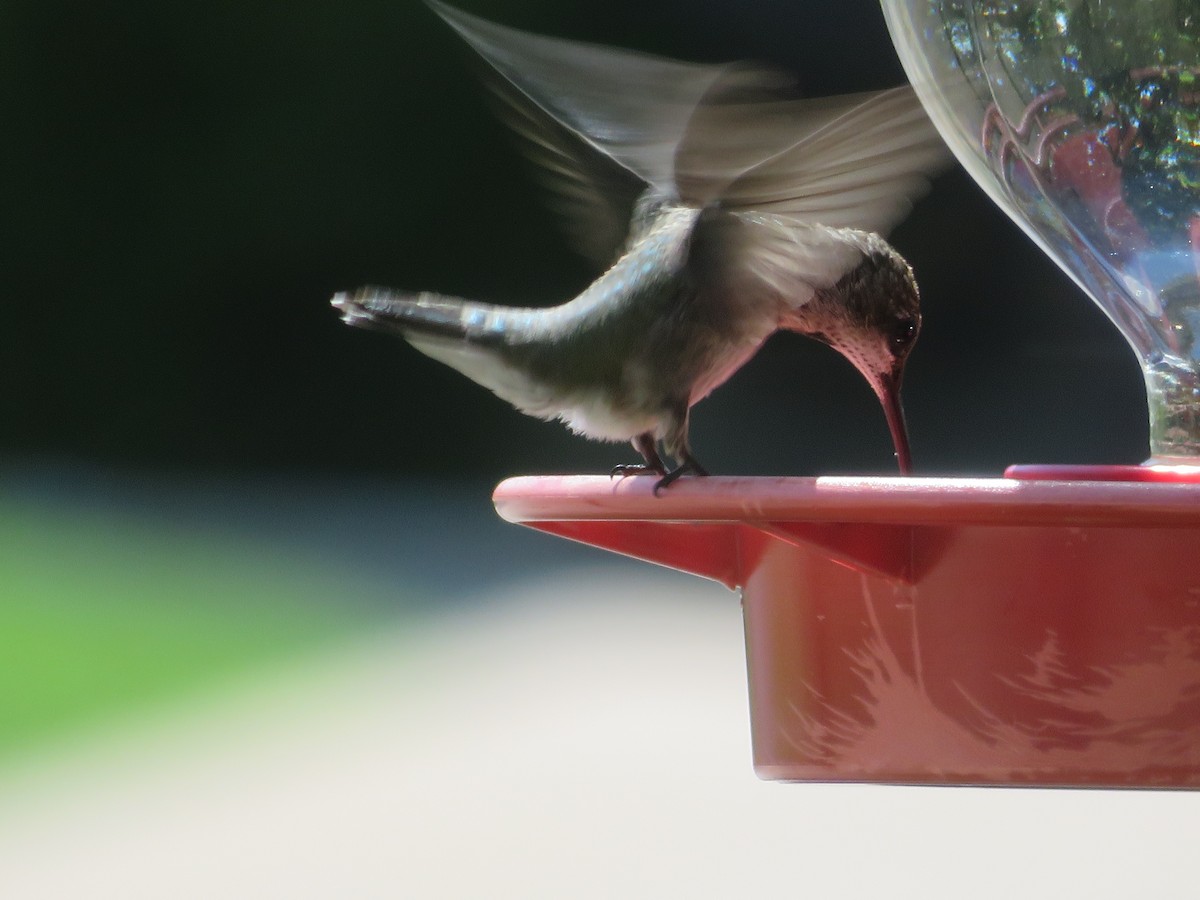 Ruby-throated/Black-chinned Hummingbird - ML643775180