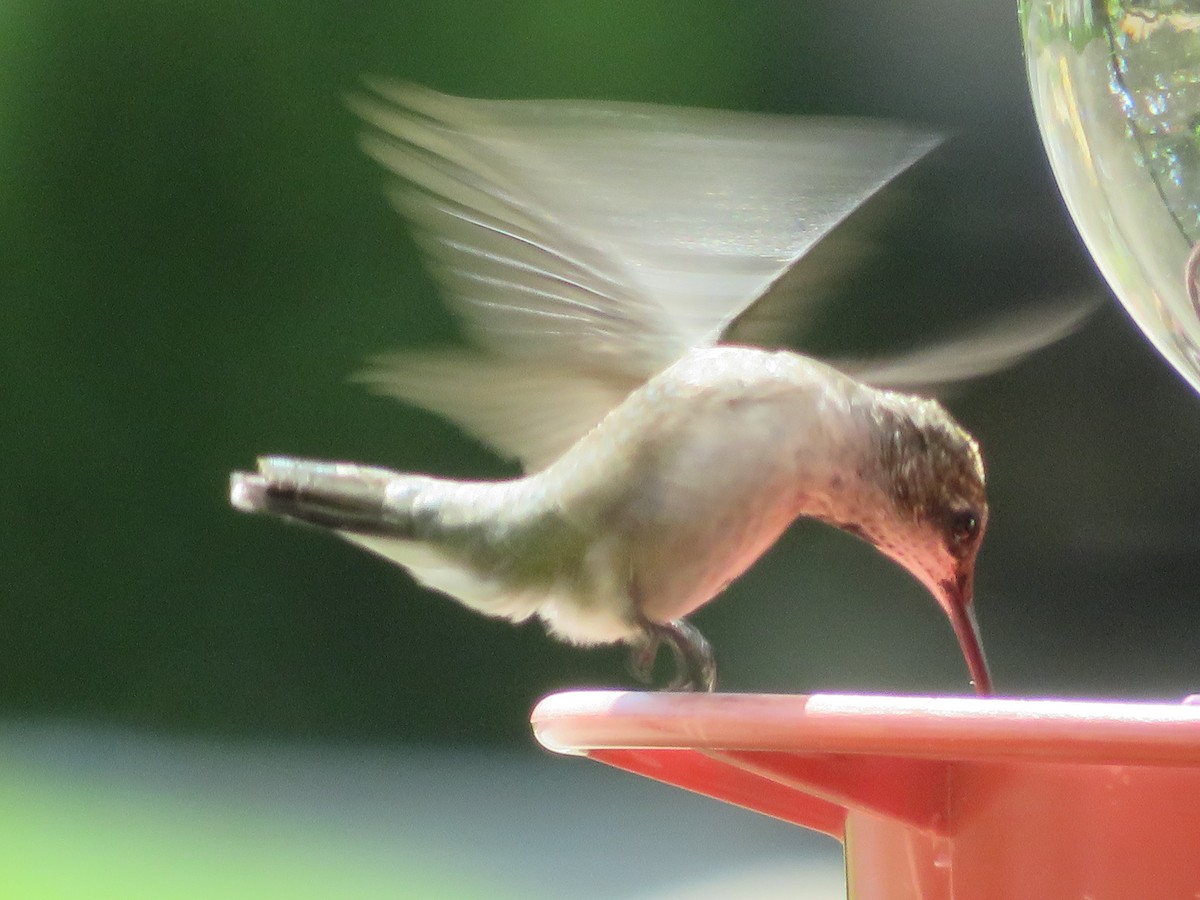 Ruby-throated/Black-chinned Hummingbird - ML643775181
