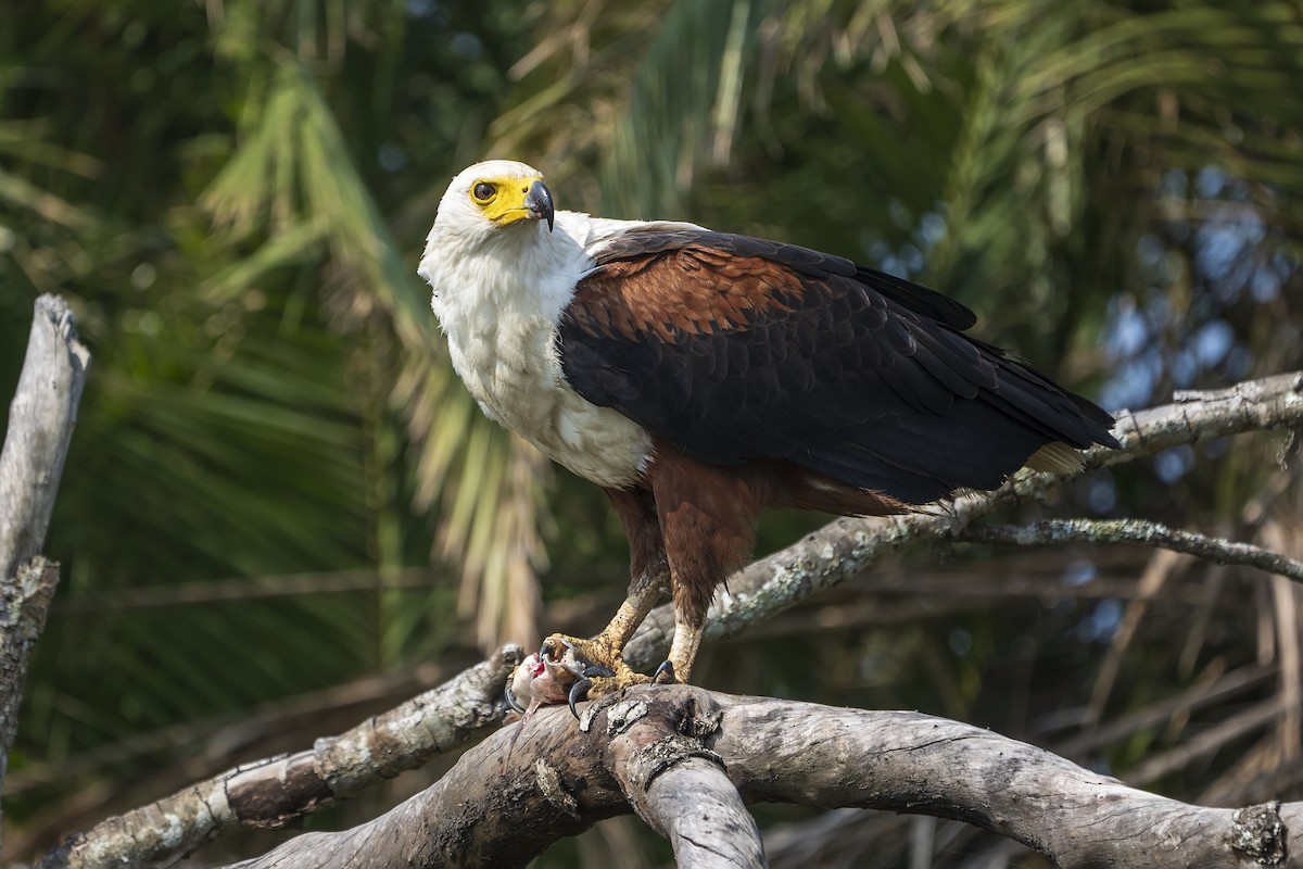 African Fish-Eagle - ML643775184