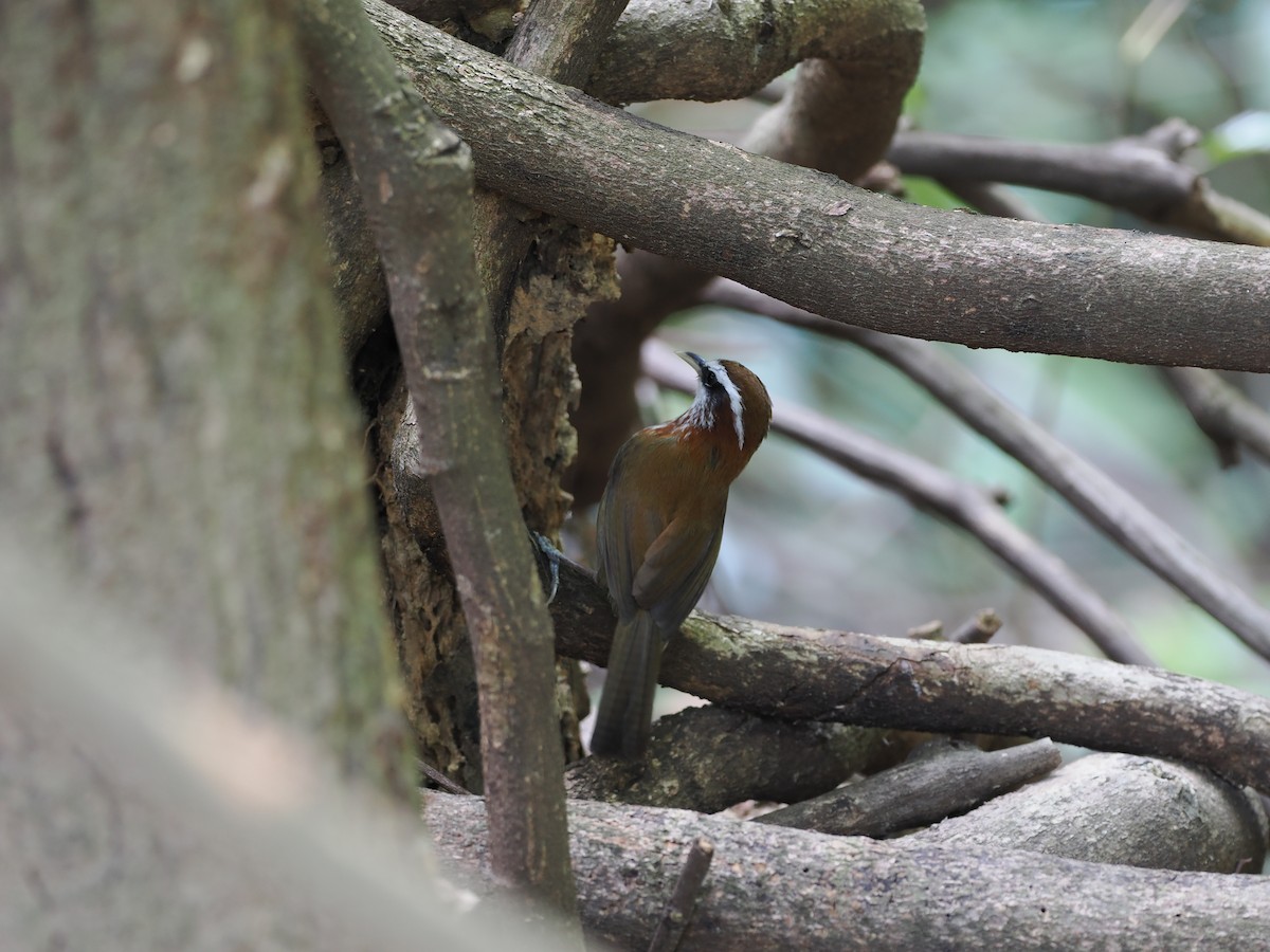 Streak-breasted Scimitar-Babbler - ML643775185