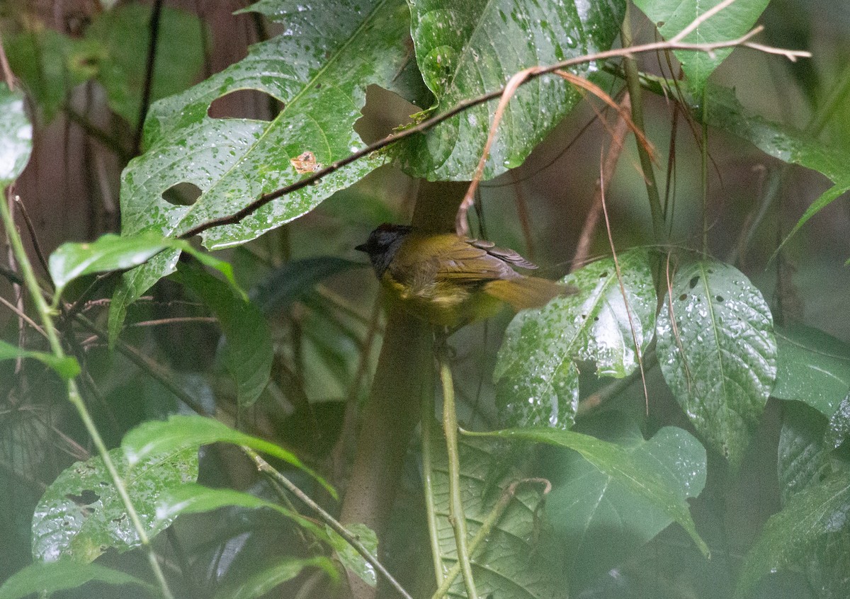 Paruline à diadème - ML643775186