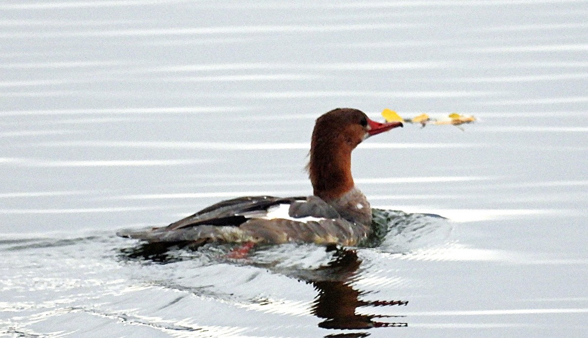 Common Merganser - ML643775187