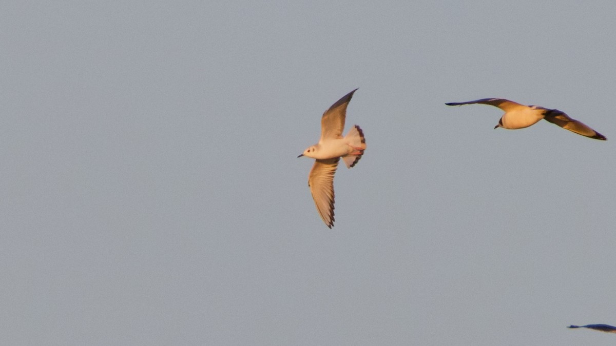 Bonaparte's Gull - ML643775188