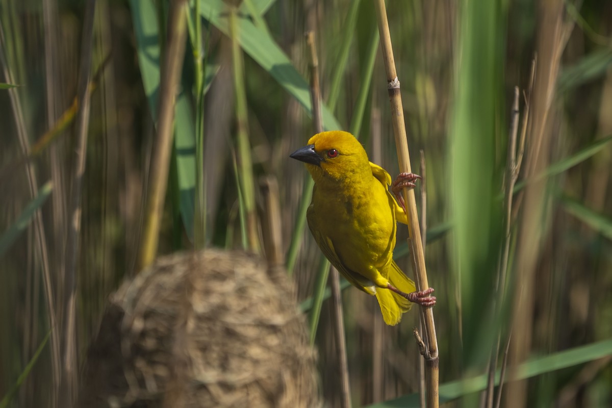 African Golden-Weaver - ML643775197