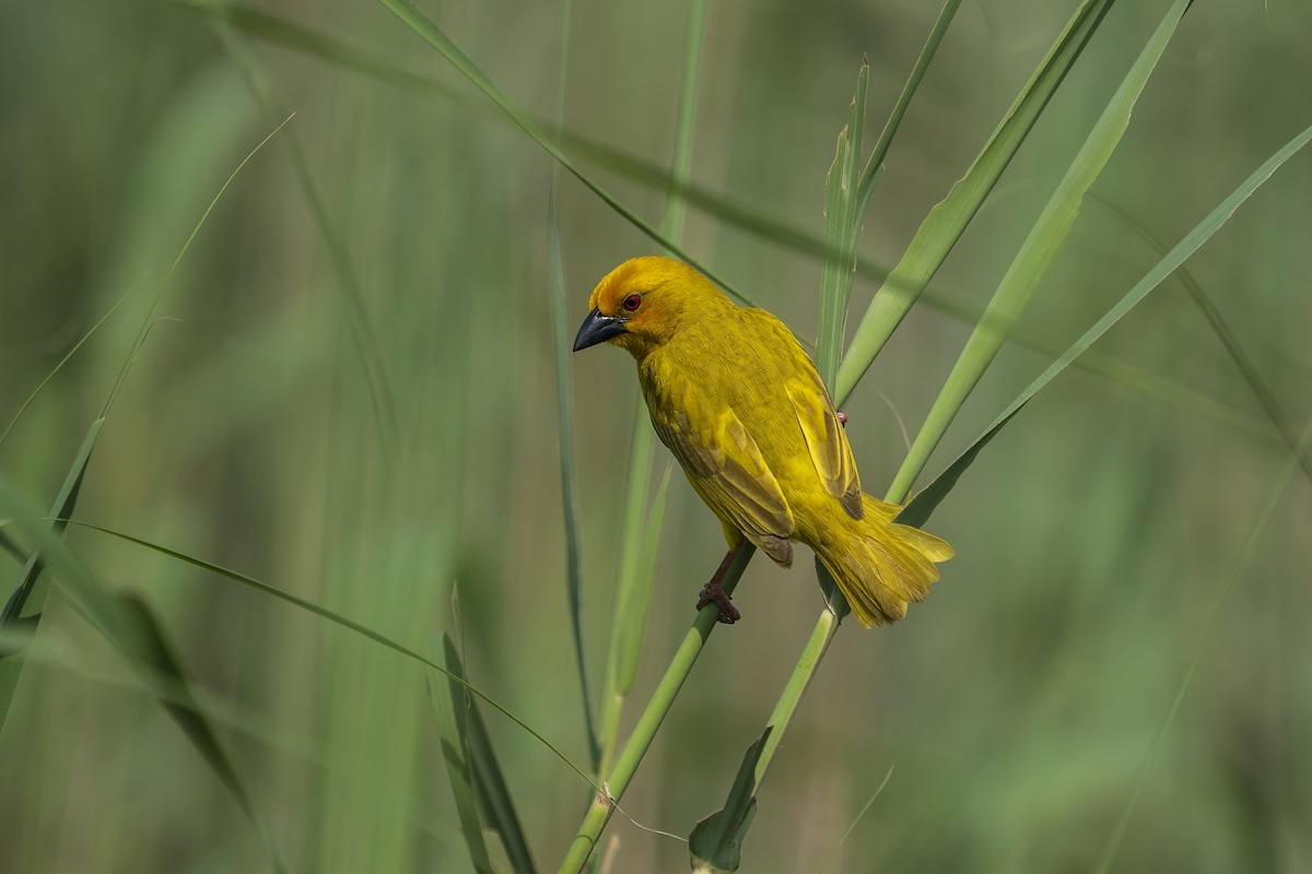 African Golden-Weaver - ML643775198