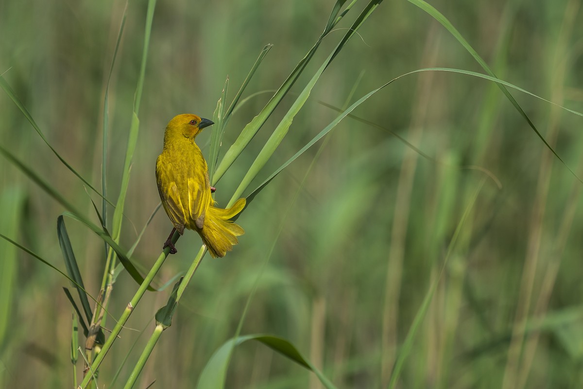 African Golden-Weaver - ML643775199